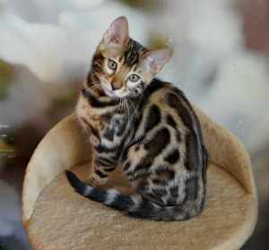 Photo №1. bengal cat - for sale in the city of Dnipro | 450$ | Announcement № 5283