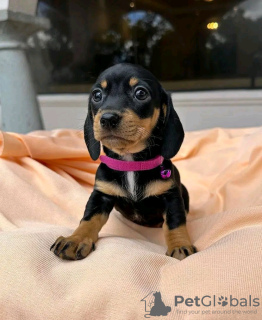 Photo №1. dachshund - for sale in the city of Helsinki | 475$ | Announcement № 107789