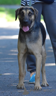 Photo №1. non-pedigree dogs - for sale in the city of Minsk | Is free | Announcement № 166920