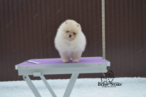 Photo №2 to announcement № 3920 for the sale of pomeranian - buy in Russian Federation 