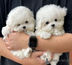 Photo №2 to announcement № 149689 for the sale of bichon frise - buy in Germany private announcement