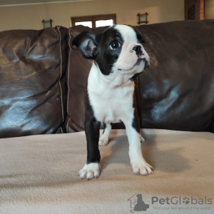 Photo №1. boston terrier - for sale in the city of Москва | Is free | Announcement № 13616