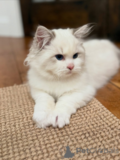 Photo №4. I will sell ragdoll in the city of CERMATT. private announcement - price - 877$