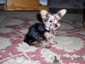 Photo №4. I will sell yorkshire terrier in the city of Berlin. private announcement - price - 350$