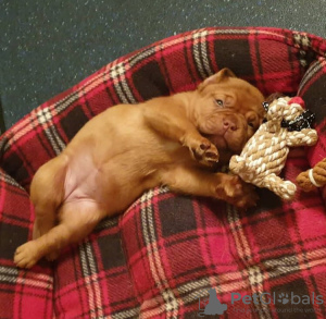 Photo №2 to announcement № 78231 for the sale of dogue de bordeaux - buy in Poland private announcement