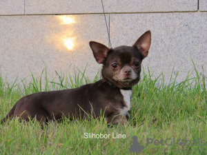 Photo №1. chihuahua - for sale in the city of Москва | 316$ | Announcement № 8107