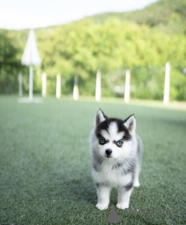 Photo №2 to announcement № 144368 for the sale of non-pedigree dogs - buy in Germany private announcement, breeder