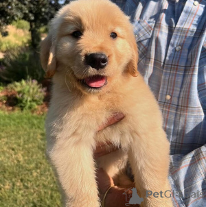 Photo №1. golden retriever - for sale in the city of GOYAVE | negotiated | Announcement № 172955