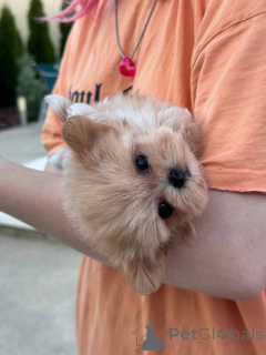 Photo №2 to announcement № 137493 for the sale of  - buy in Switzerland private announcement