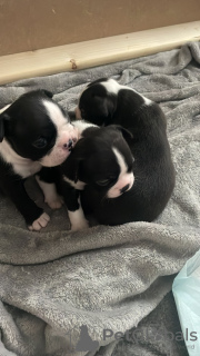 Photo №2 to announcement № 101986 for the sale of boston terrier - buy in United States breeder