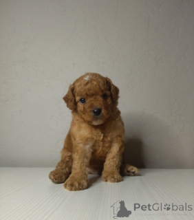 Photo №2 to announcement № 163527 for the sale of poodle (royal), poodle (toy) - buy in Finland private announcement, from the shelter