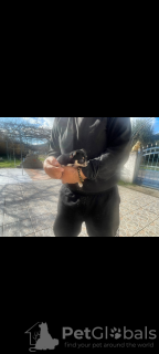 Photo №3. (Chihuahua) 2 Glyká, Panémorfa Tsiouáoua.. Greece