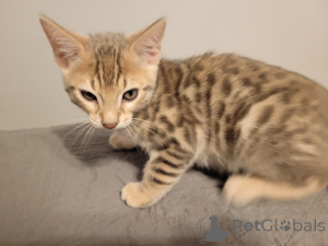 Photo №1. bengal cat - for sale in the city of Вианден | 329$ | Announcement № 141864