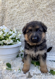 Photo №1. german shepherd - for sale in the city of Dnipro | negotiated | Announcement № 52142