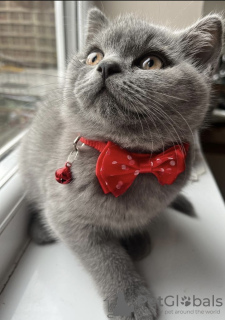 Photo №2 to announcement № 102164 for the sale of british shorthair - buy in United States private announcement