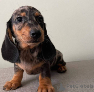 Photo №3. Dachshund Puppy Lex. United Kingdom
