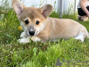 Additional photos: Pembroke Welsh Corgi puppies