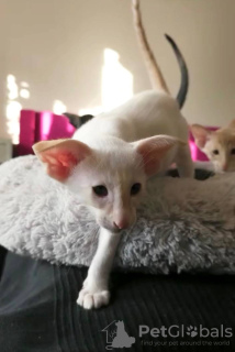 Photo №4. I will sell oriental shorthair in the city of Tallinn. from nursery - price - 845$