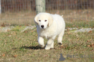 Photo №2 to announcement № 135599 for the sale of golden retriever - buy in Germany private announcement, breeder