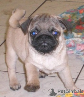 Photo №1. pug - for sale in the city of Gornji Milanovac | negotiated | Announcement № 93370