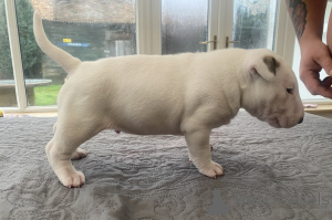 Photo №1. bull terrier - for sale in the city of Poznan | 1239$ | Announcement № 50291