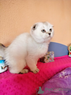 Photo №4. I will sell scottish fold in the city of Линденфельс. private announcement - price - 528$