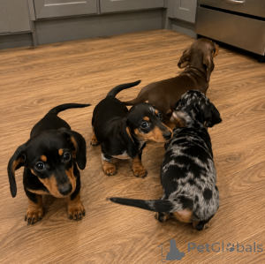 Photo №1. dachshund - for sale in the city of Braga | negotiated | Announcement № 175352