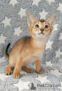 Photo №1. abyssinian cat - for sale in the city of Munich | negotiated | Announcement № 56618