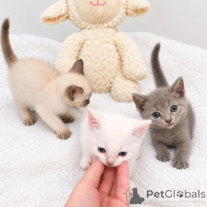 Photo №1. cornish rex - for sale in the city of Klingenberg | 361$ | Announcement № 178171