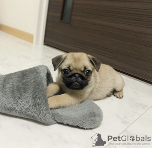 Photo №2 to announcement № 91426 for the sale of pug - buy in Croatia private announcement