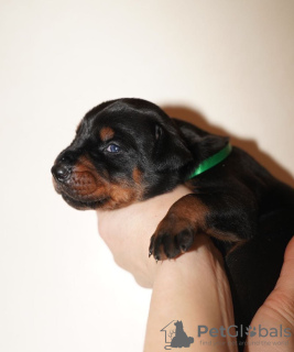Photo №2 to announcement № 79596 for the sale of dobermann - buy in Russian Federation private announcement, breeder
