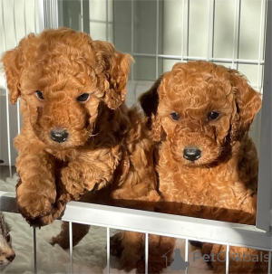 Photo №1. poodle (dwarf) - for sale in the city of Delbruk | 361$ | Announcement № 155128