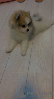 Photo №1. pomeranian - for sale in the city of Tbilisi | negotiated | Announcement № 20304