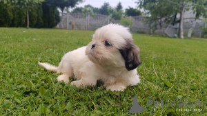 Photo №1. shih tzu - for sale in the city of Tarnów | 471$ | Announcement № 143616
