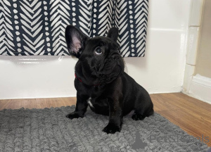 Photo №2 to announcement № 166276 for the sale of french bulldog - buy in United States 