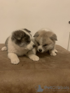 Photo №2 to announcement № 54774 for the sale of akita - buy in Finland breeder