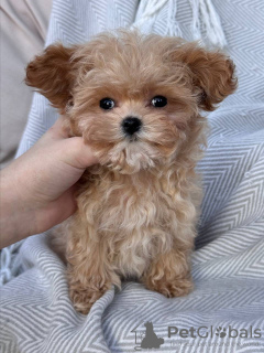 Photo №3. Cuccioli di barboncino toy. Italy