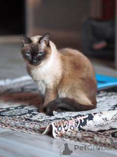 Photo №2 to announcement № 158843 for the sale of thai cat - buy in Russian Federation private announcement