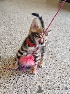 Photo №1. toyger - for sale in the city of Dublin | 361$ | Announcement № 164610