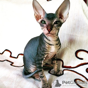 Photo №1. peterbald - for sale in the city of St. Petersburg | negotiated | Announcement № 10039