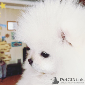 Photo №1. pomeranian - for sale in the city of Ужгород | 1374$ | Announcement № 36981