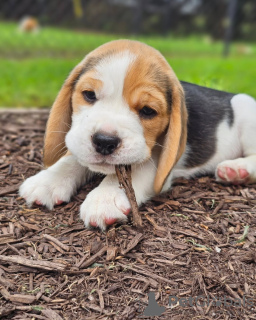 Photo №1. beagle - for sale in the city of Leipzig | 450$ | Announcement № 127393