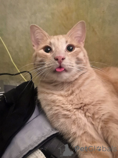 Photo №2 to announcement № 163751 for the sale of  - buy in Russian Federation private announcement