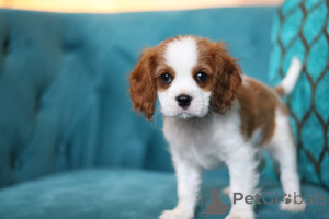 Photo №3. Daisy a little ray of sunshine ready to fill your days with love and laughter!. Ireland