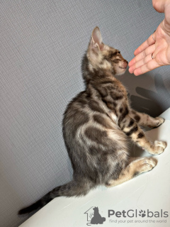 Photo №2 to announcement № 106820 for the sale of bengal cat - buy in Russian Federation breeder