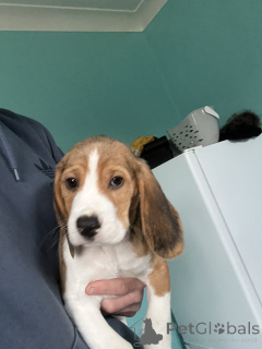 Photo №1. beagle - for sale in the city of California City | negotiated | Announcement № 170301