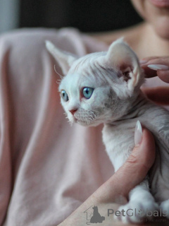 Photo №1. devon rex - for sale in the city of Munich | negotiated | Announcement № 171389