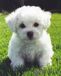 Photo №1. bichon frise - for sale in the city of Dresden | Is free | Announcement № 160340