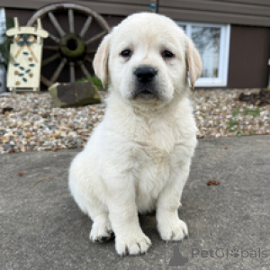 Photo №2 to announcement № 166070 for the sale of labradoodle - buy in Germany breeder