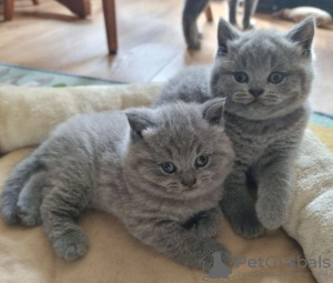 Photo №1. british shorthair - for sale in the city of Lippstadt | Is free | Announcement № 120284